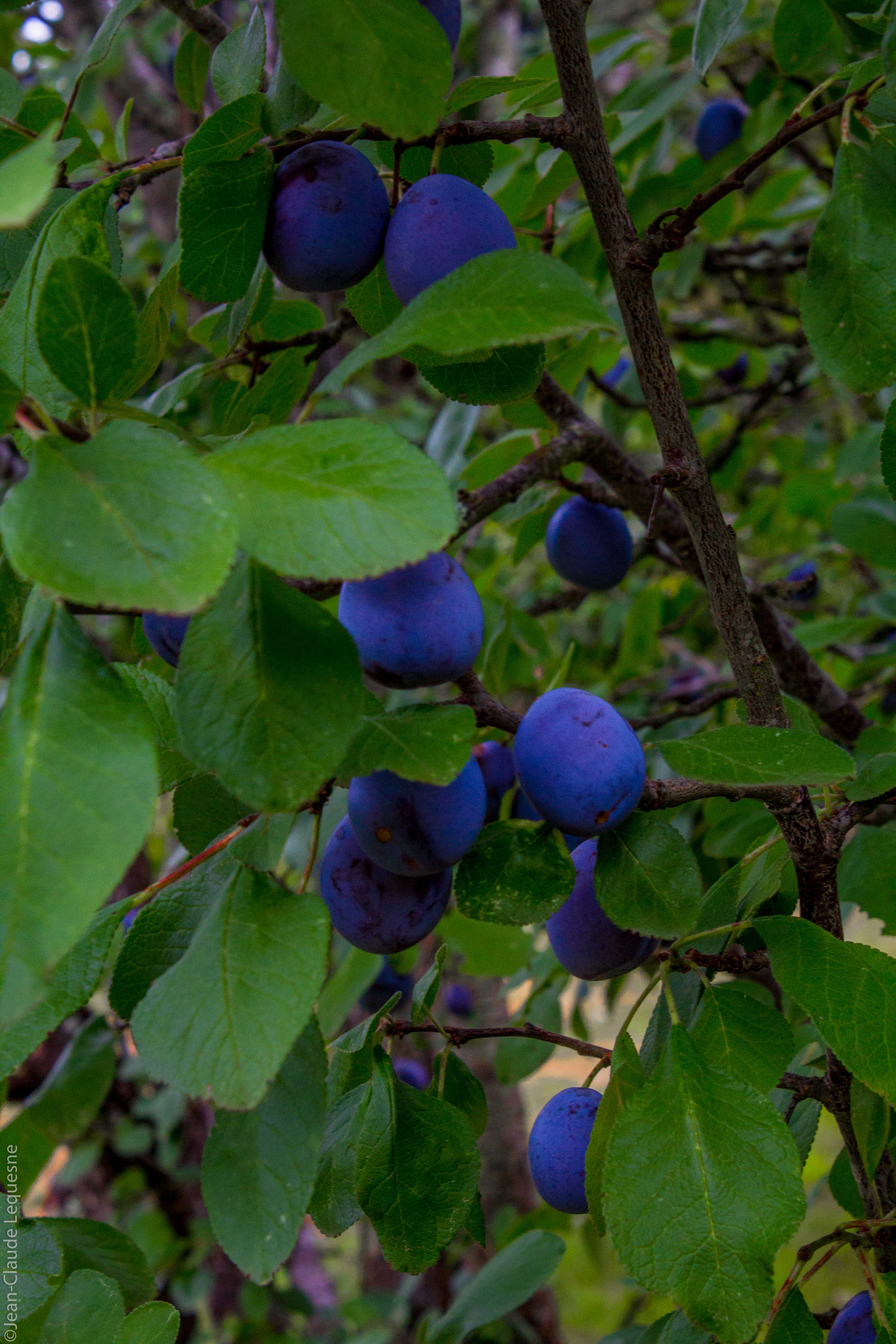 Prune bleue de Bajamont